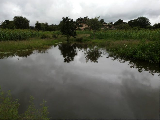 PondZim