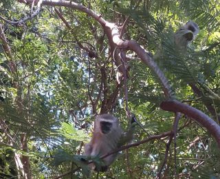 Notes from a Kusamala Volunteer