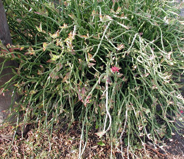 pedilanthus