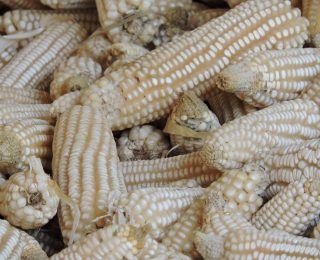 Multiple harvests with permaculture
