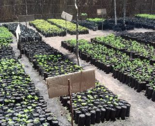 Energy Forest for Malawi: A story of Abina Village