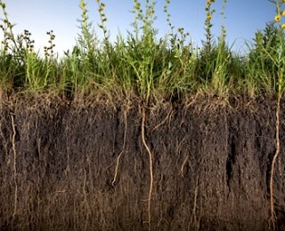 Simple Soil Testing at Kusamala