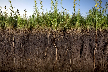 Simple Soil Testing at Kusamala