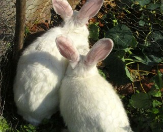 Kusamala’s Latest Additions: Buns & Chou Chou