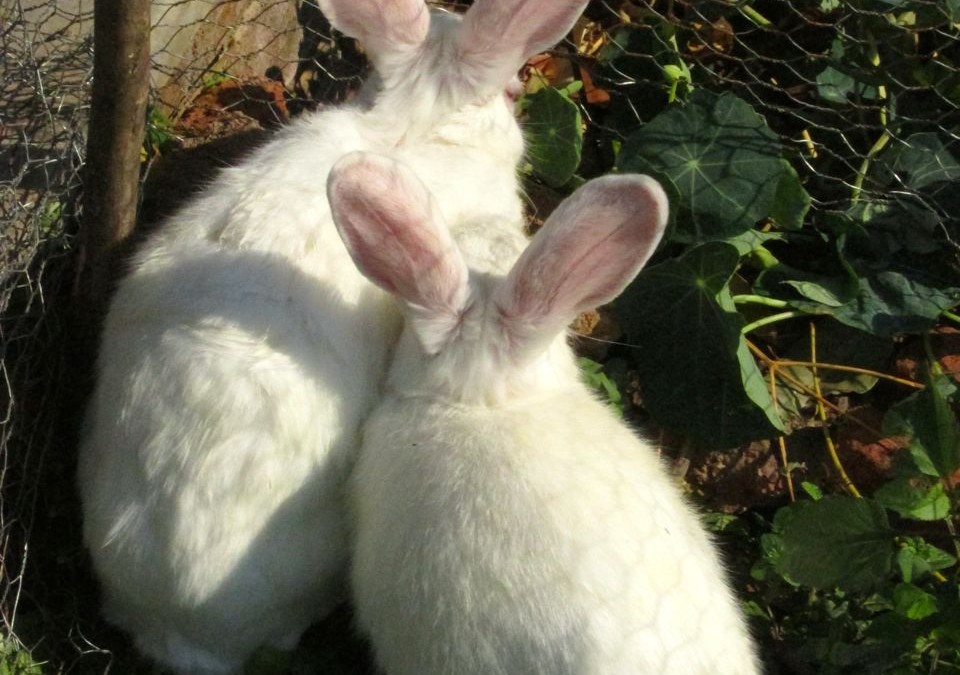 Kusamala’s Latest Additions: Buns & Chou Chou