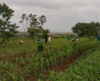 Staple Field Update