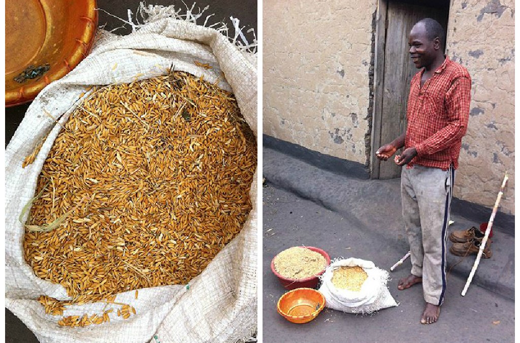 CSA Farmers Rejoice, Bringing in the Sheaves