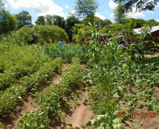 Farmer’s Adoption of CSA technologies in Nsanje, Thyolo and Mzimba