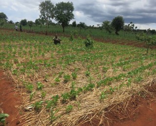 CSA Project Farmers Assess Soil Health
