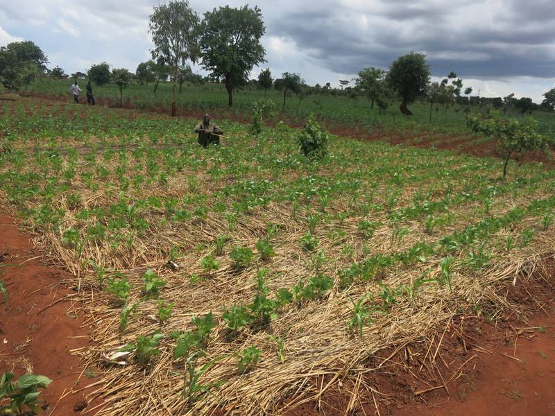 CSA Project Farmers Assess Soil Health