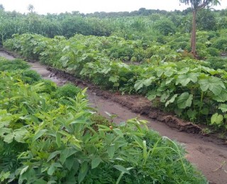 Updates from the United Methodist Church farm Consultancy