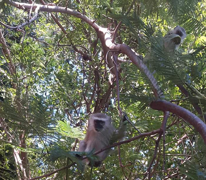 Notes from a Kusamala Volunteer