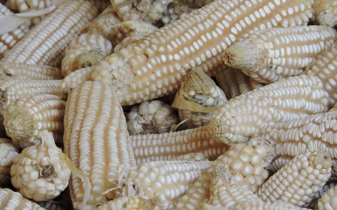 Multiple harvests with permaculture