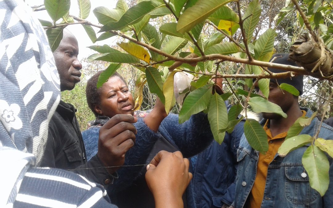 Permaculture as a solution to the small land holding capacity challenge